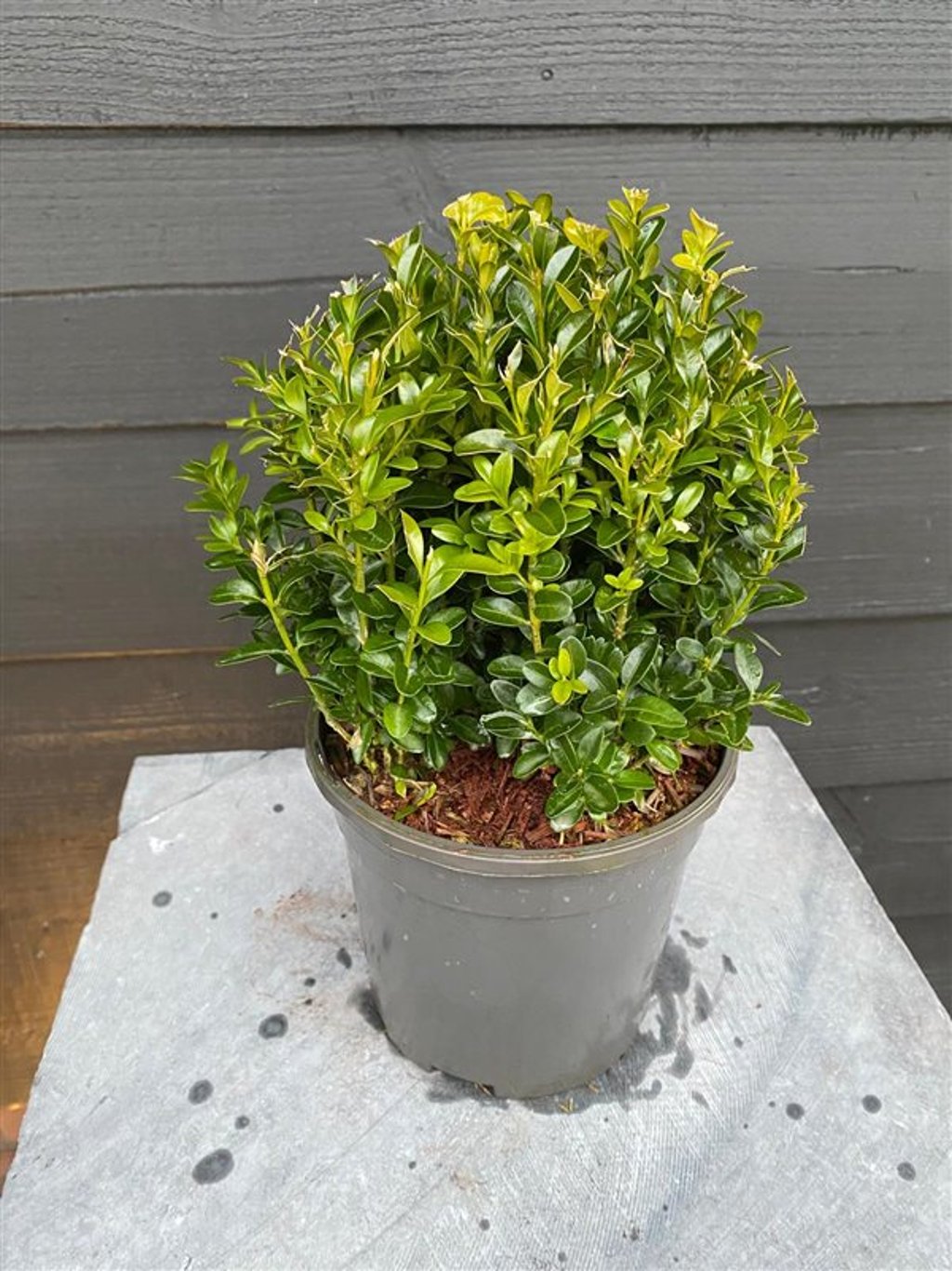 Buxus sempervirens - 20 CM Ball Cont.